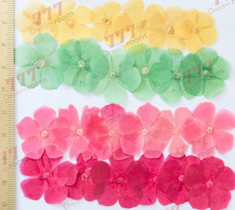 送料無料☆本物 押し花素材 ハンドメイド 花材 フロックス ミックス 24輪拍卖