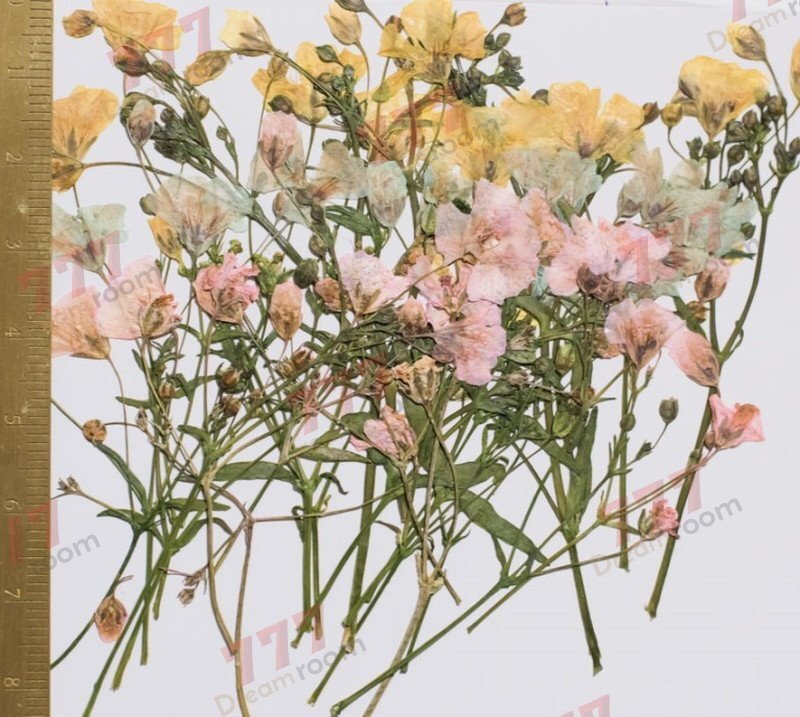 送料無料☆本物 押し花素材 ハンドメイド 花材 DR132HN カスミソウ 新種 ミックス色拍卖
