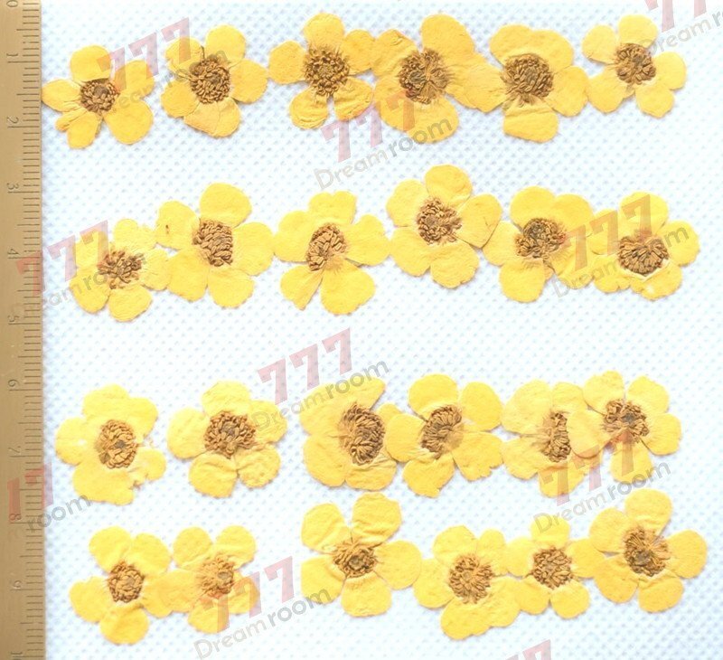 送料無料☆本物 押し花素材 ハンドメイド 花材 DR112 押し花 キンボウゲ拍卖