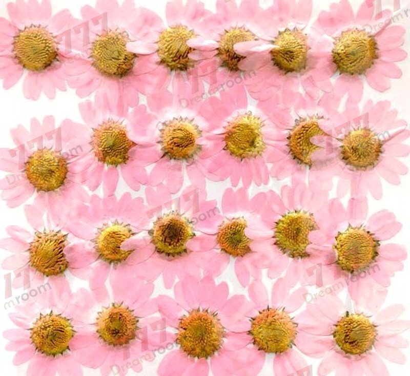 送料無料☆本物 押し花素材 ハンドメイド 花材 DR111LK ノースポール 薄ピンク染め拍卖