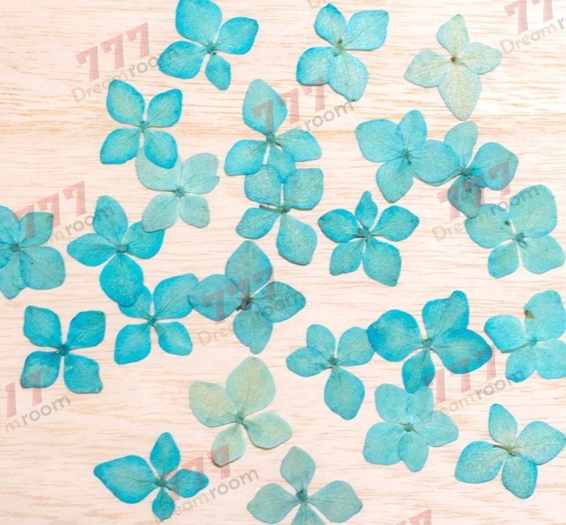 送料無料☆本物 押し花素材 ハンドメイド 花材 DR114-B 押し花 アジサイ ブルー染拍卖
