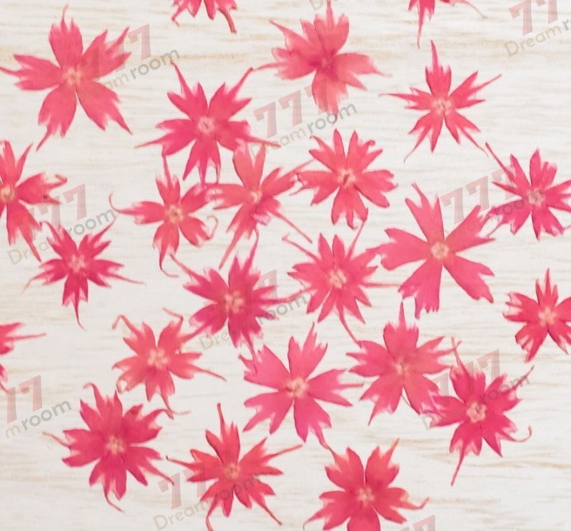 送料無料☆本物 押し花素材 ハンドメイド 花材 DR116ZK 押し花 スターフロックス ピンク拍卖
