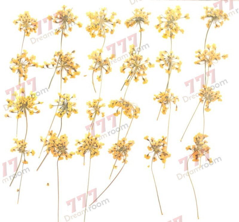 送料無料☆本物 押し花素材 ハンドメイド 花材 DR202HY 押し花 レースフラワー柄付 黄色染め 24輪拍卖