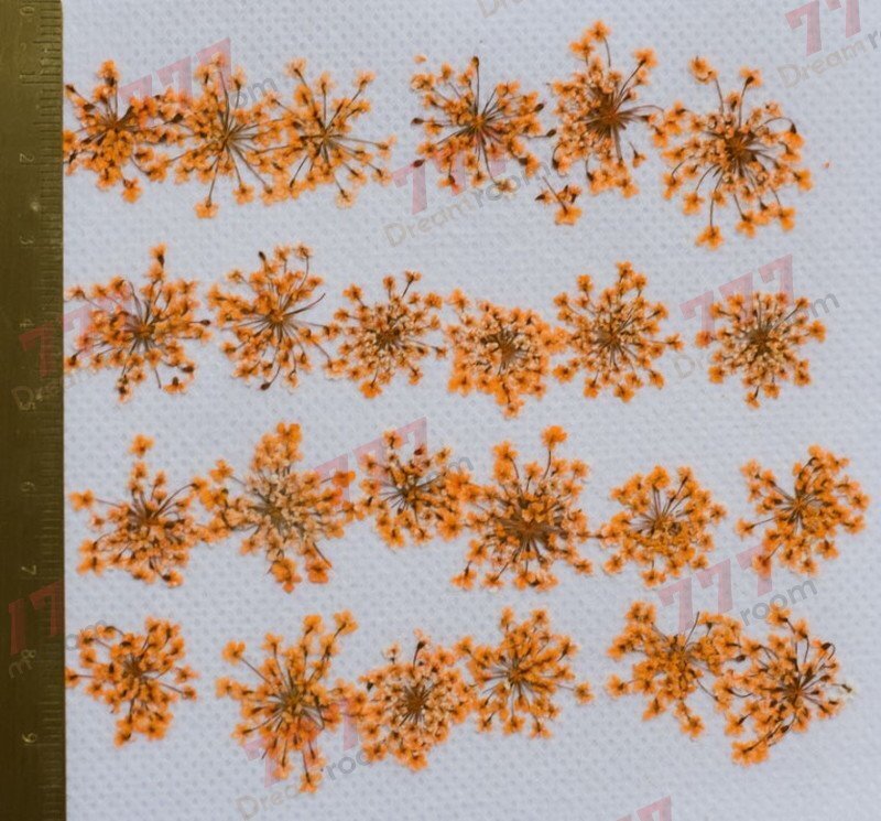 送料無料☆本物 押し花素材 ハンドメイド 花材 DR202-O 押し花 レースフラワー オレンジ拍卖