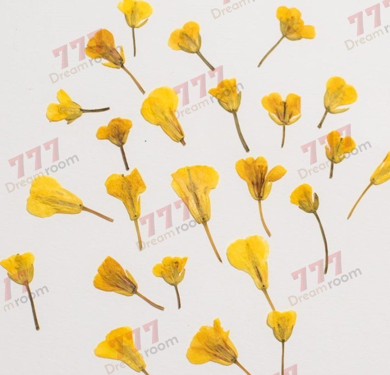 送料無料☆本物 押し花素材 ハンドメイド 花材 DR208押し花材料  菜の花拍卖