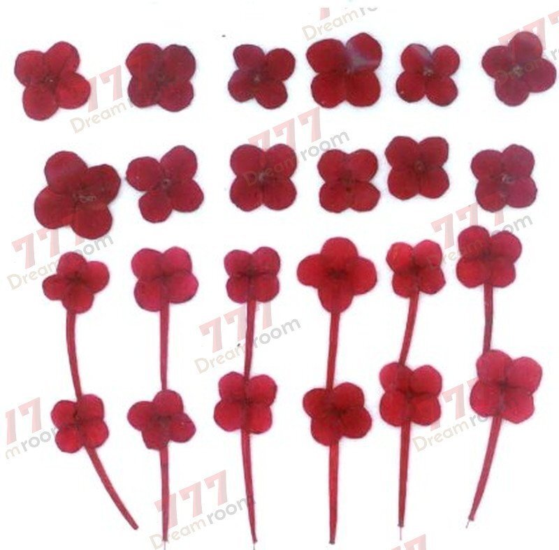 送料無料☆本物 押し花素材 ハンドメイド 花材 DR217 押し花 センタンカ拍卖