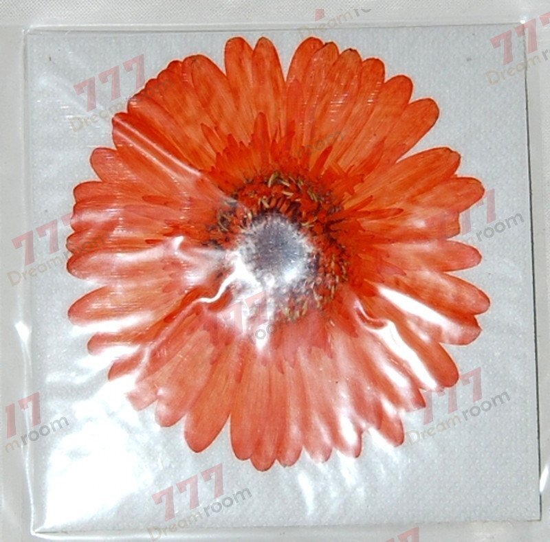 送料無料☆本物 押し花素材 ハンドメイド 花材 DR100O 押花素材 ガーベラ オレンジ拍卖
