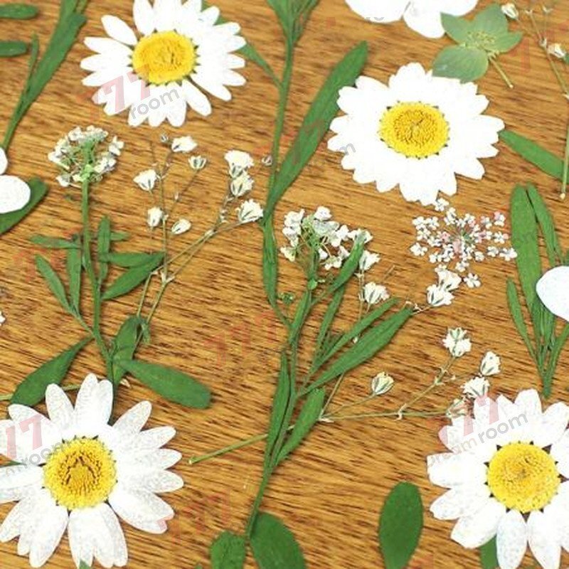 送料無料☆本物 押し花素材 ハンドメイド 花材 押し花セット(C)拍卖