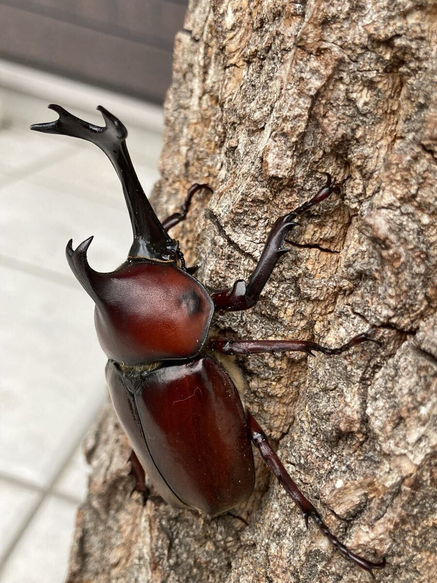 訳あり レッドボディカブト ミニカブト 即ブリ可 新成虫 2ペア 計4匹セット 国産カブトムシ 赤カブト血統 【虫倉庫】0912q拍卖