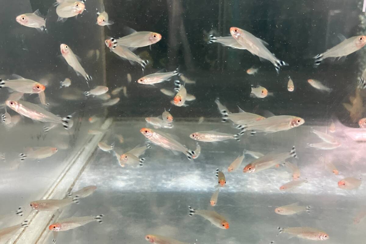 50匹 ラミノーズテトラ M~L               ☆熱帯魚通販フォレスト☆拍卖