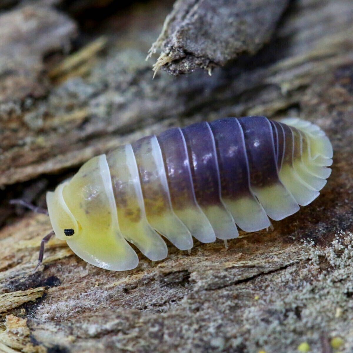 ★だんご道場 レモンブルー ダンゴムシ 5匹 + オマケ2匹(保証分) 匿名発送拍卖