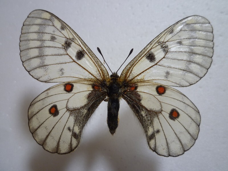 【外国産蝶標本】アカボシウスバ♀/Parnassius bremeri/韓国.金泉産/69.2mm拍卖