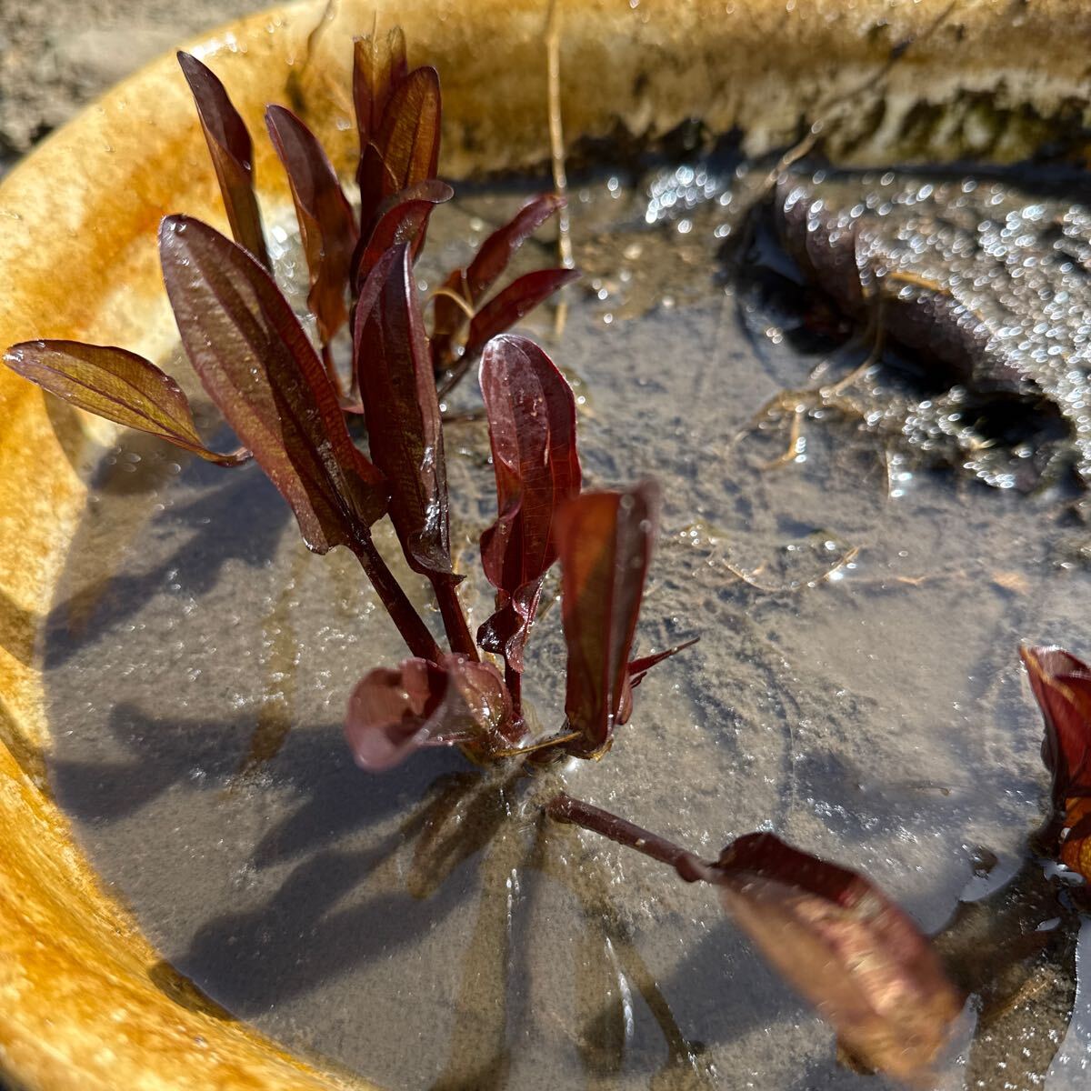 【Kazuのメダカ睡蓮ビオトープ】エキノドルス・フランスストフェルス 1株拍卖