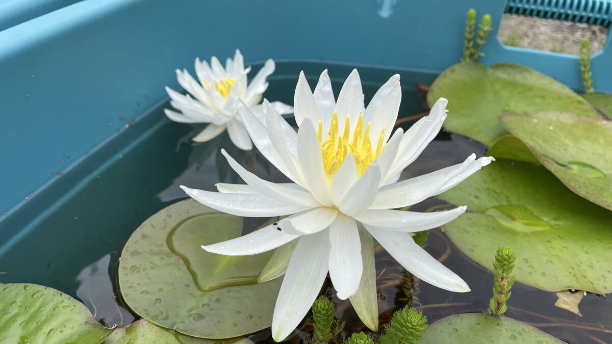 【Kazuのメダカ睡蓮ビオトープ】カロ二アナ・ニュエラ 1株 耐寒性睡蓮 スイレン 8拍卖