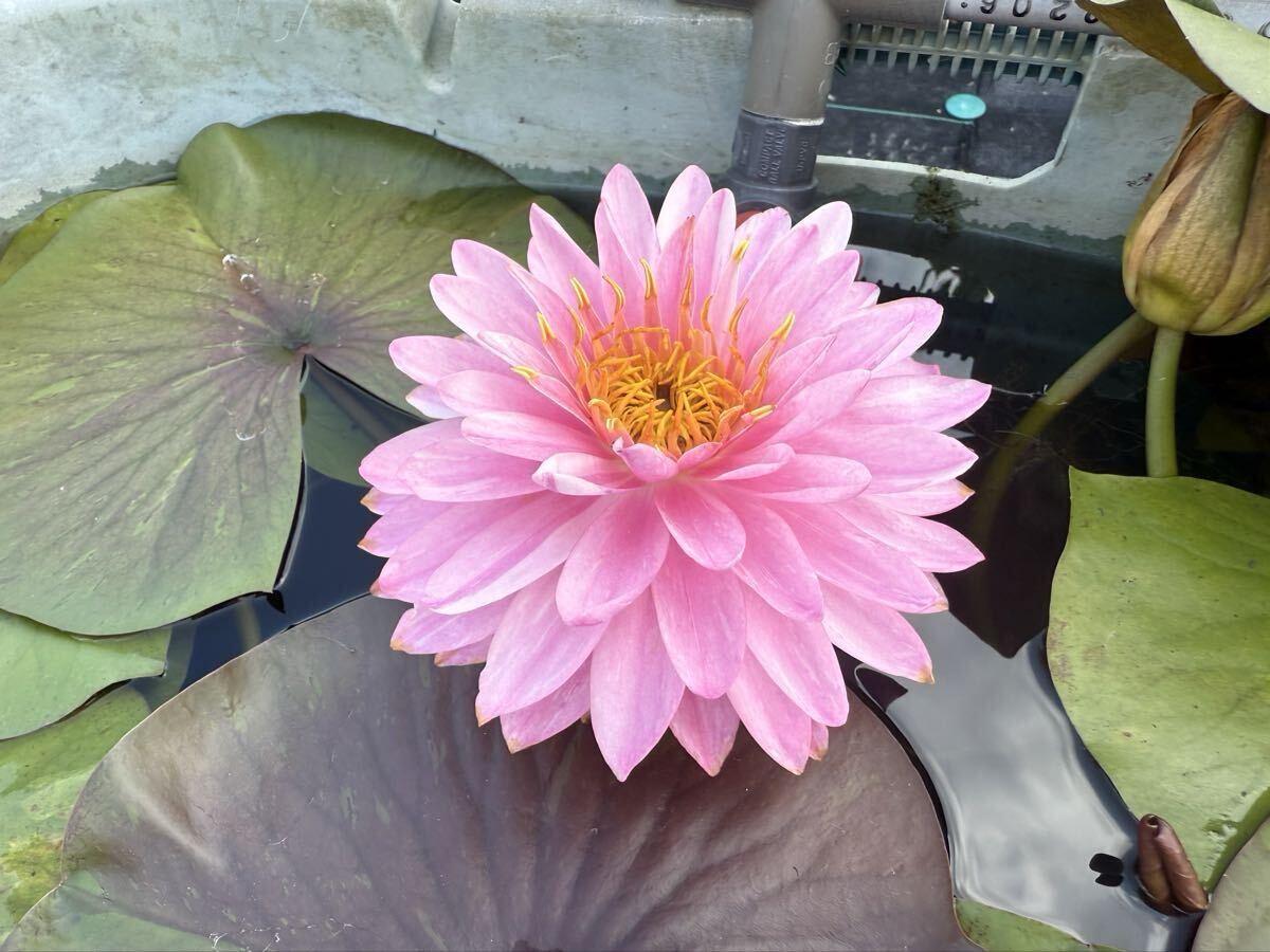 【Kazuのメダカ睡蓮ビオトープ】睡蓮農園オリジナル睡蓮 選抜落ち苗Hhh 1株 耐寒性睡蓮 6拍卖