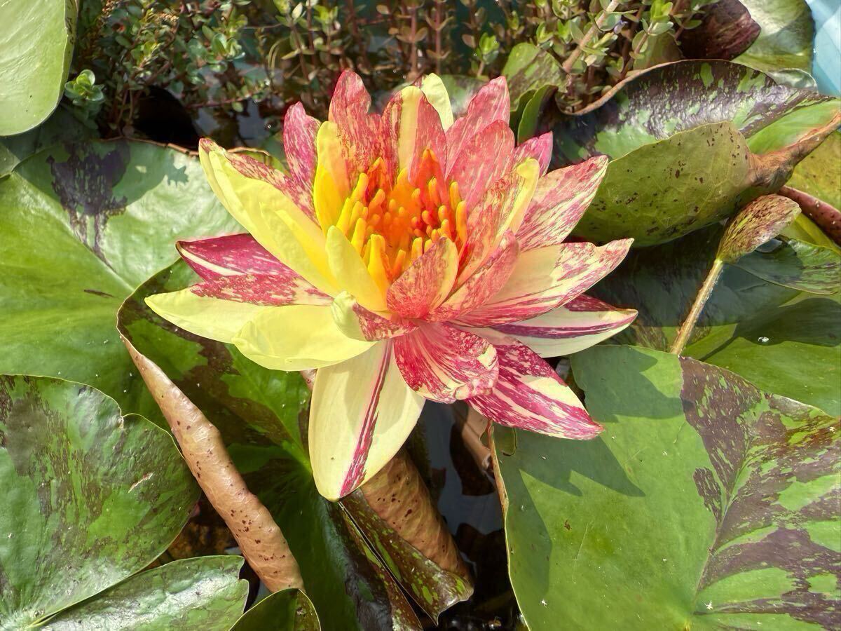 【Kazuのメダカ睡蓮ビオトープ】クリムゾン・ファイヤー 株分け苗1株 耐寒性睡蓮 スイレン拍卖