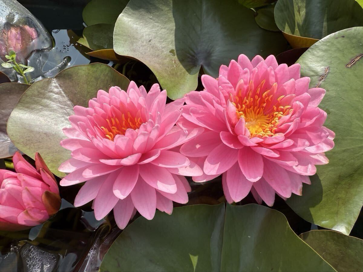 【Kazuのメダカ睡蓮ビオトープ】ウィモンラット 株分け苗小1株 耐寒性睡蓮 14拍卖