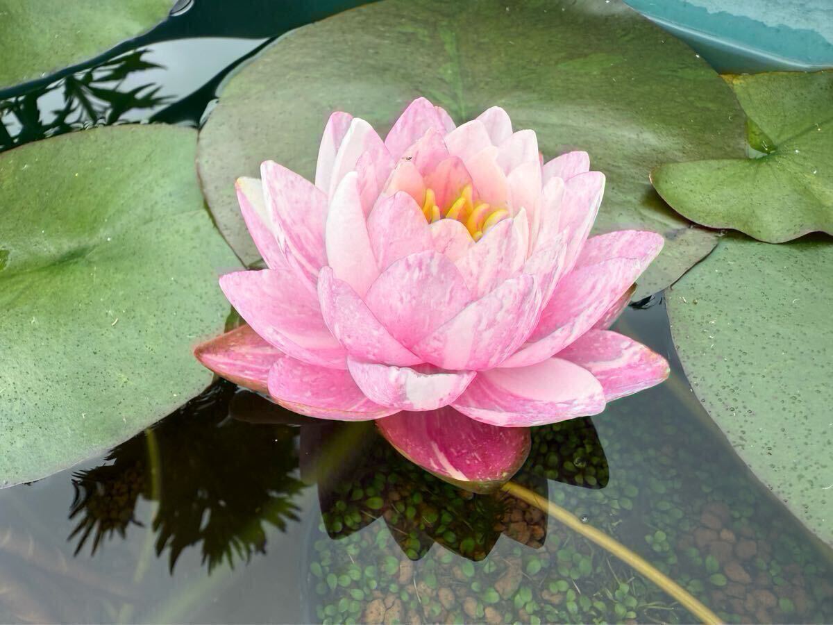 【Kazuのメダカ睡蓮ビオトープ】バンコク・キャンディ 株分け苗小1株 耐寒性睡蓮 6拍卖