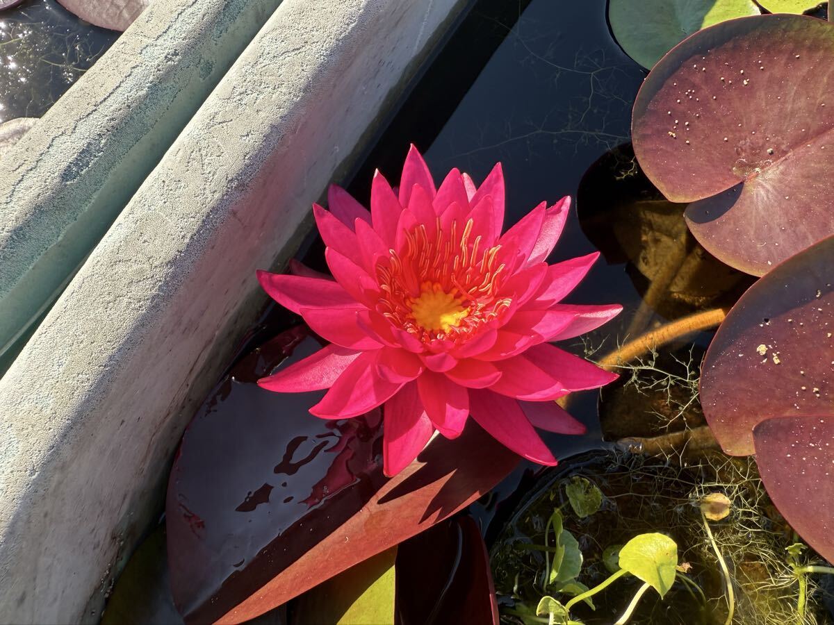 【Kazuのメダカ睡蓮ビオトープ】スダーラープ 開花苗1株 耐寒性睡蓮 14拍卖