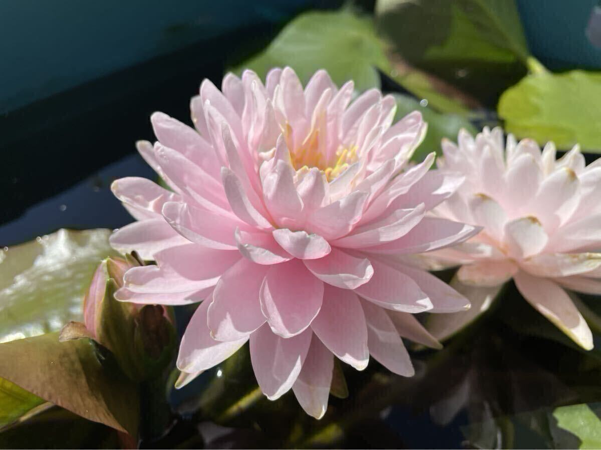 【Kazuのメダカ睡蓮ビオトープ】サイアム・ピンク・ムーン 耐寒性睡蓮 1株 12拍卖