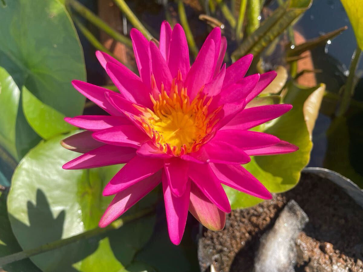 【Kazuのメダカ睡蓮ビオトープ】ピンク・シルク 小苗1株 亜属間交配種 睡蓮 スイレン拍卖