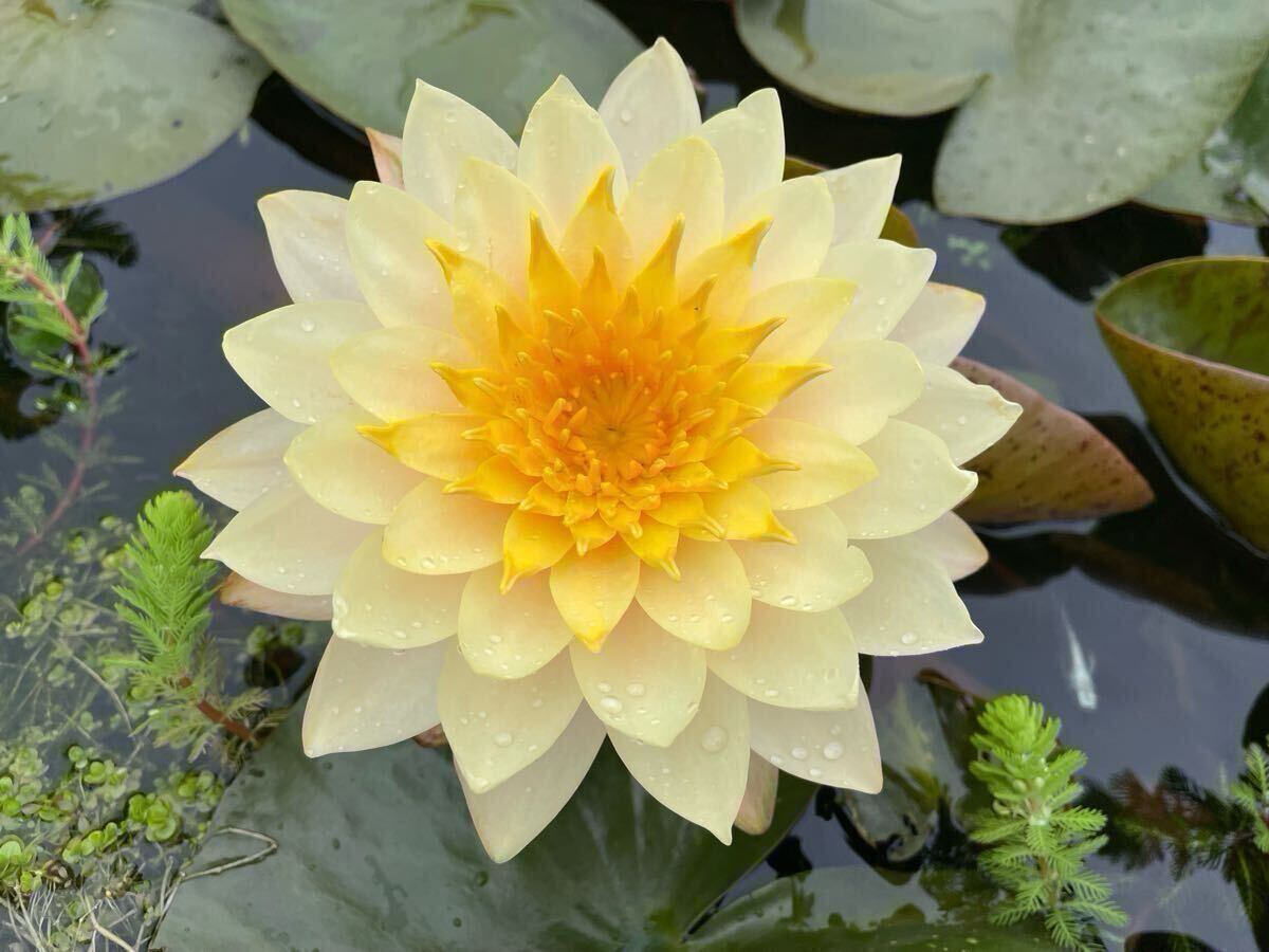 【Kazuのメダカ睡蓮ビオトープ】サイアム・アンバー 小苗1株 耐寒性睡蓮 9拍卖