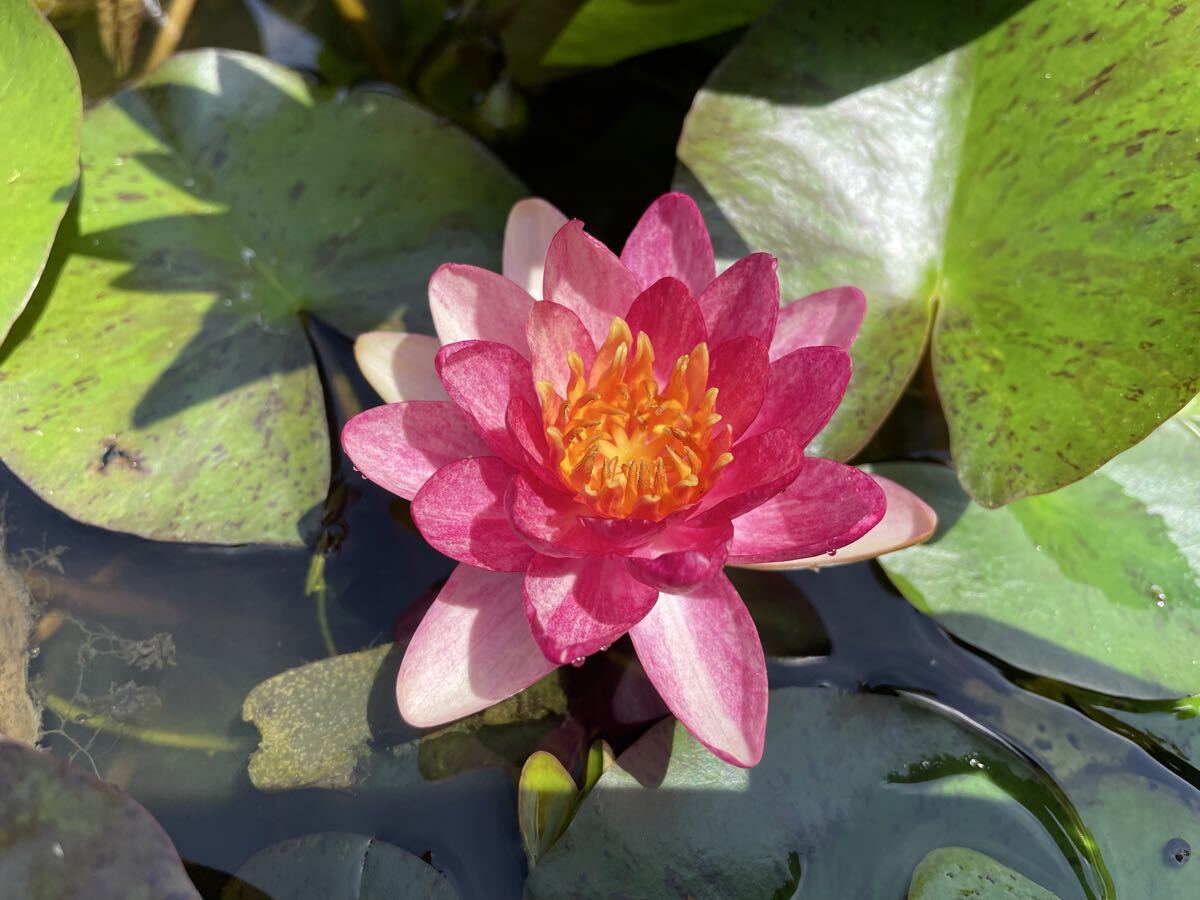 【Kazuのメダカ睡蓮ビオトープ】アンドレアナ 小苗1株 姫睡蓮 6拍卖