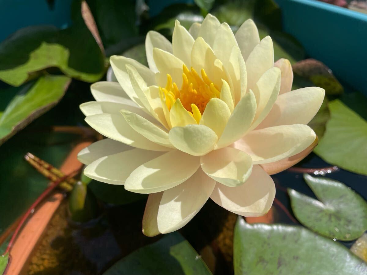 【Kazuのメダカ睡蓮ビオトープ】フロリダ・サンセット 小苗1株 耐寒性睡蓮 拍卖