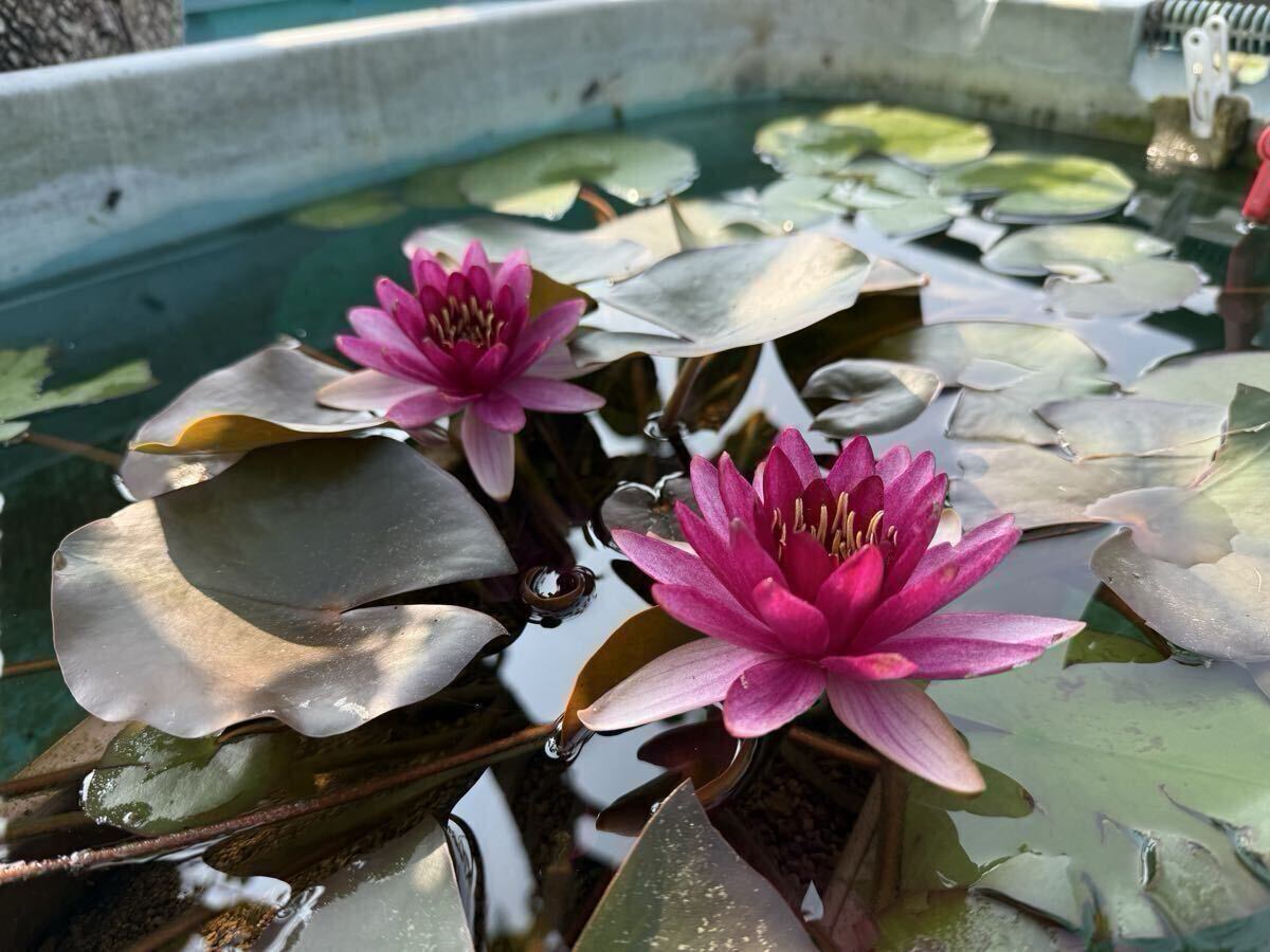 【Kazuのメダカ睡蓮ビオトープ】リトル・チャンピオン 1株 耐寒性睡蓮 6拍卖