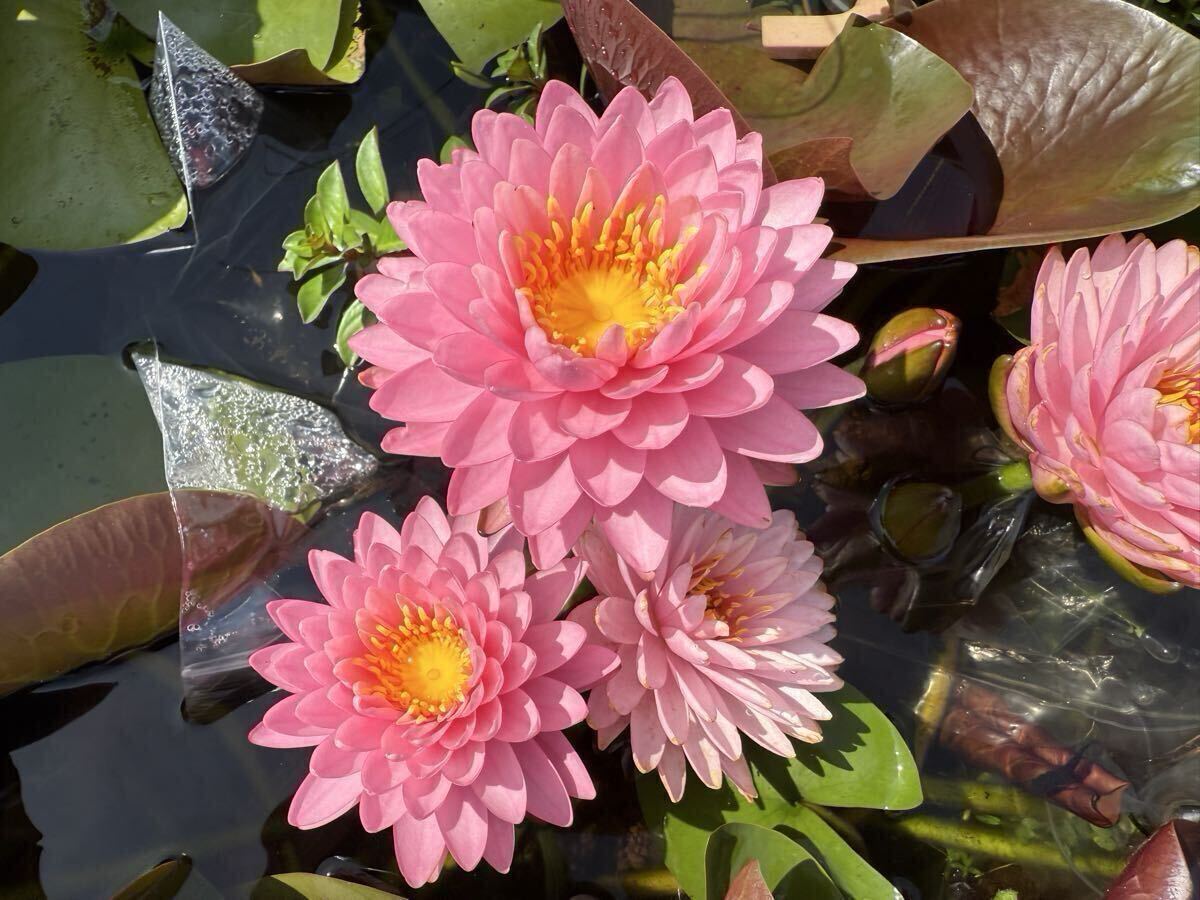 【Kazuのメダカ睡蓮ビオトープ】マリーヤ 大 1株耐寒性睡蓮拍卖