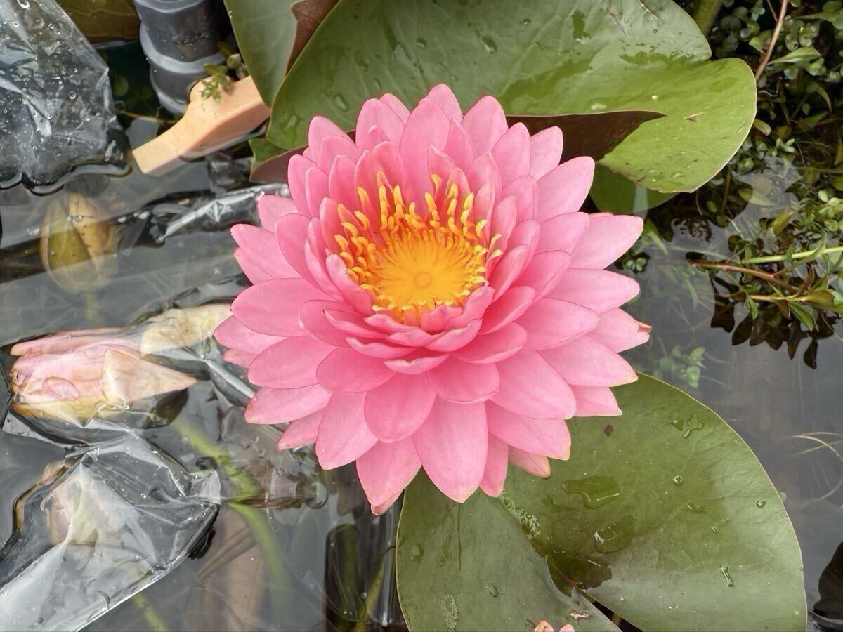 【Kazuのメダカ睡蓮ビオトープ】マリーヤ 1株耐寒性睡蓮拍卖