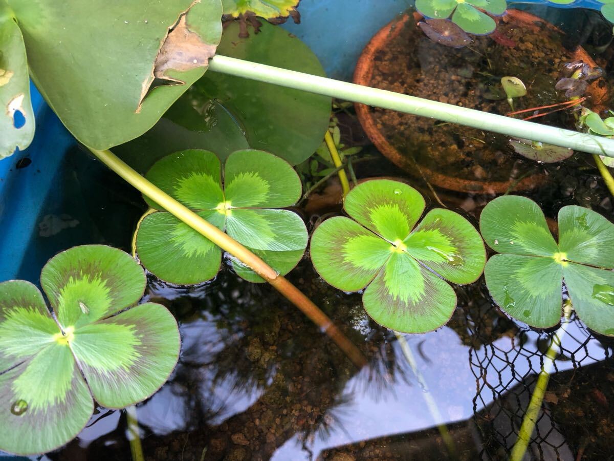 【Kazuのメダカ睡蓮ビオトープ】ウォタークロバームチカ ランナー5本 13拍卖