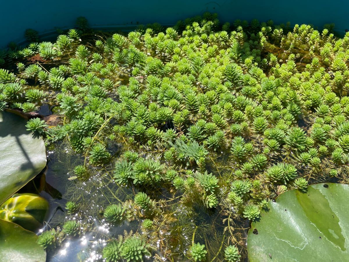 【Kazuのメダカ睡蓮ビオトープ】ミリオフィラムsp.ガイアナドワーフ 10本拍卖