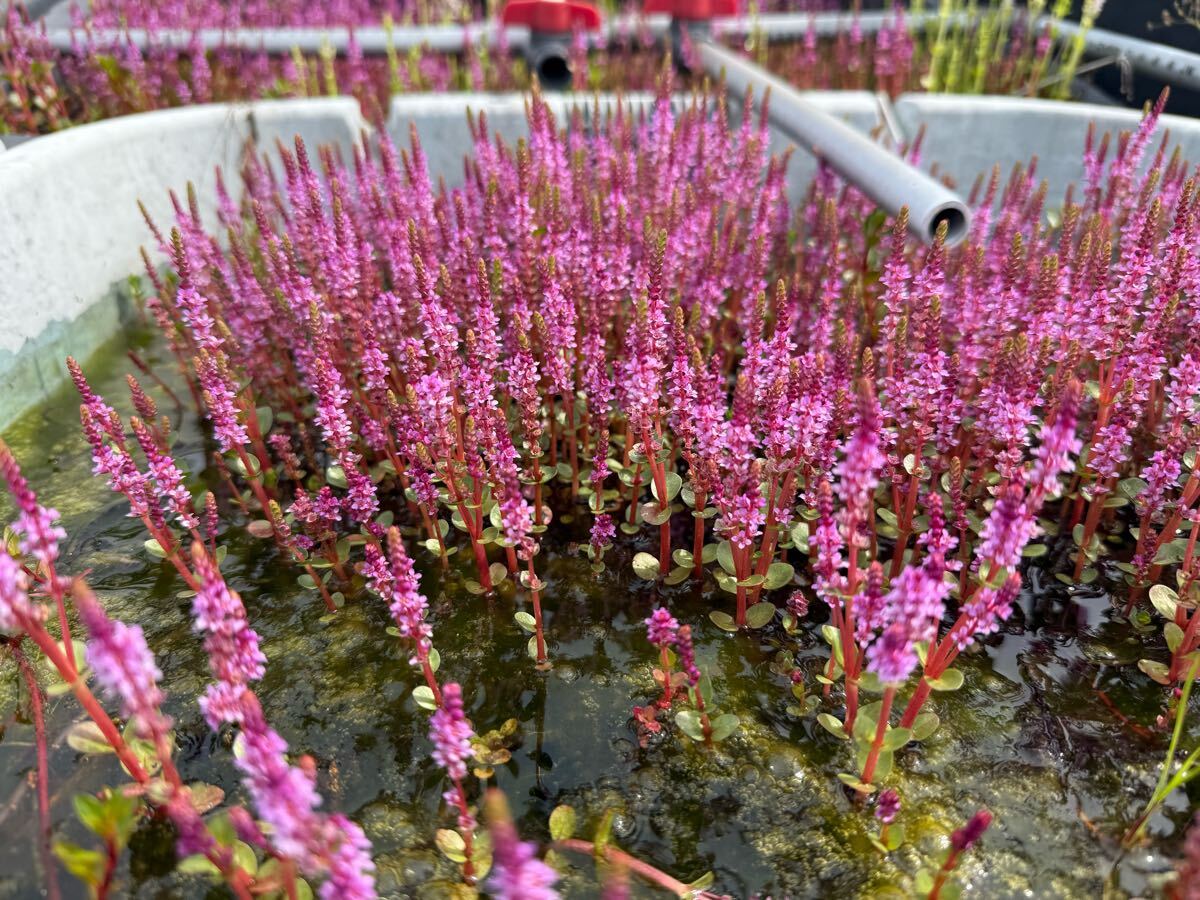 【Kazuのメダカ睡蓮ビオトープ】ロタラセット3種類拍卖