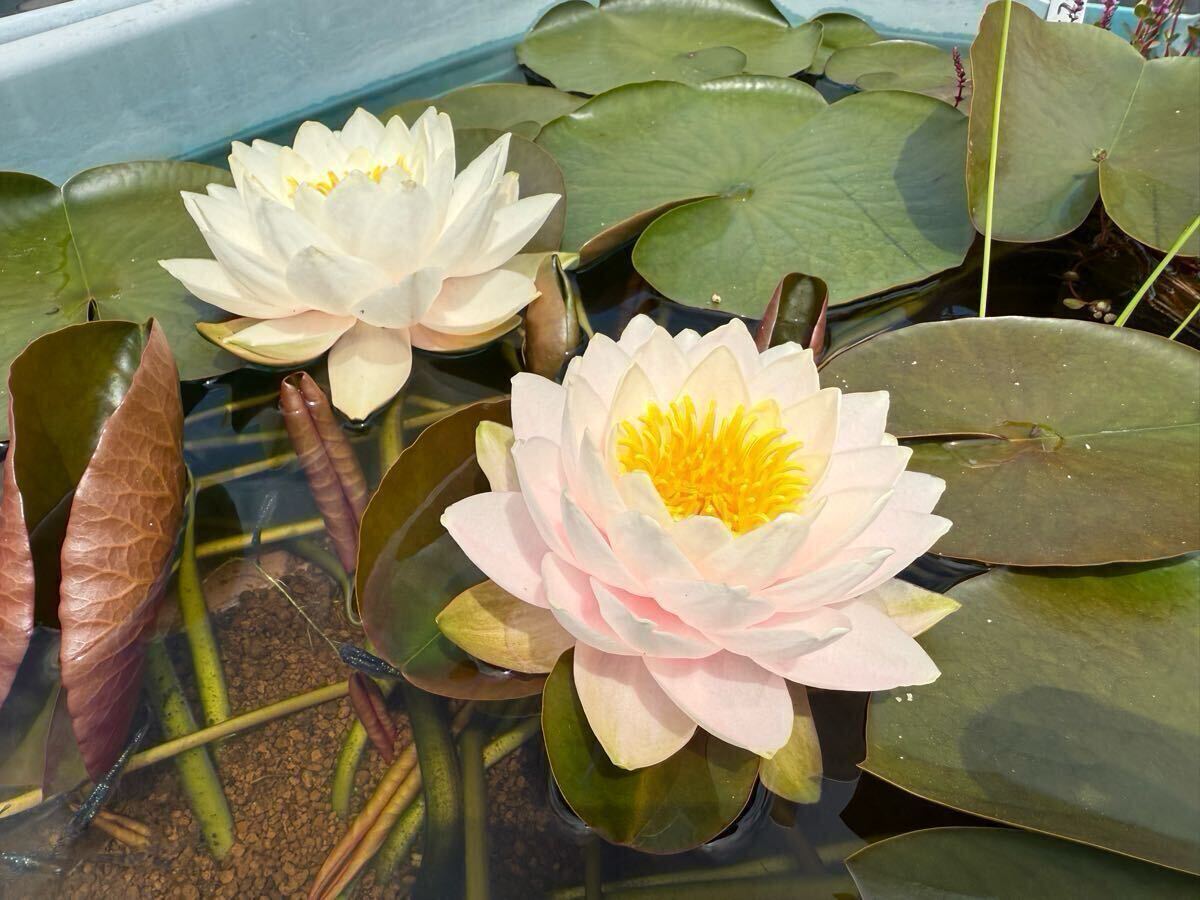 【Kazuのメダカ睡蓮ビオトープ】サイアム・ダイヤモンド 開花苗1株 耐寒性睡蓮 拍卖