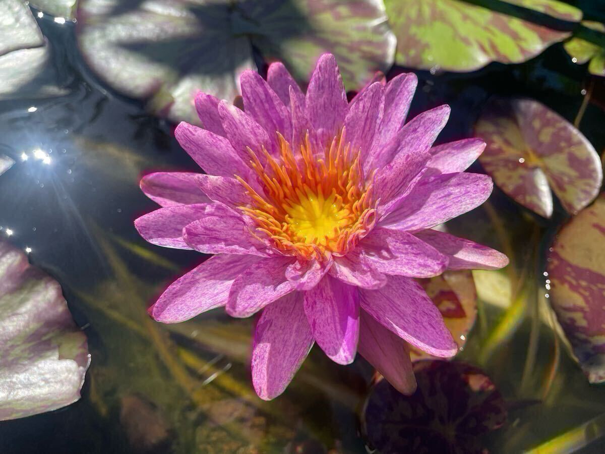 【Kazuのメダカ睡蓮ビオトープ】パープル・ゼブラ 株分け苗1株 亜属間交配種拍卖