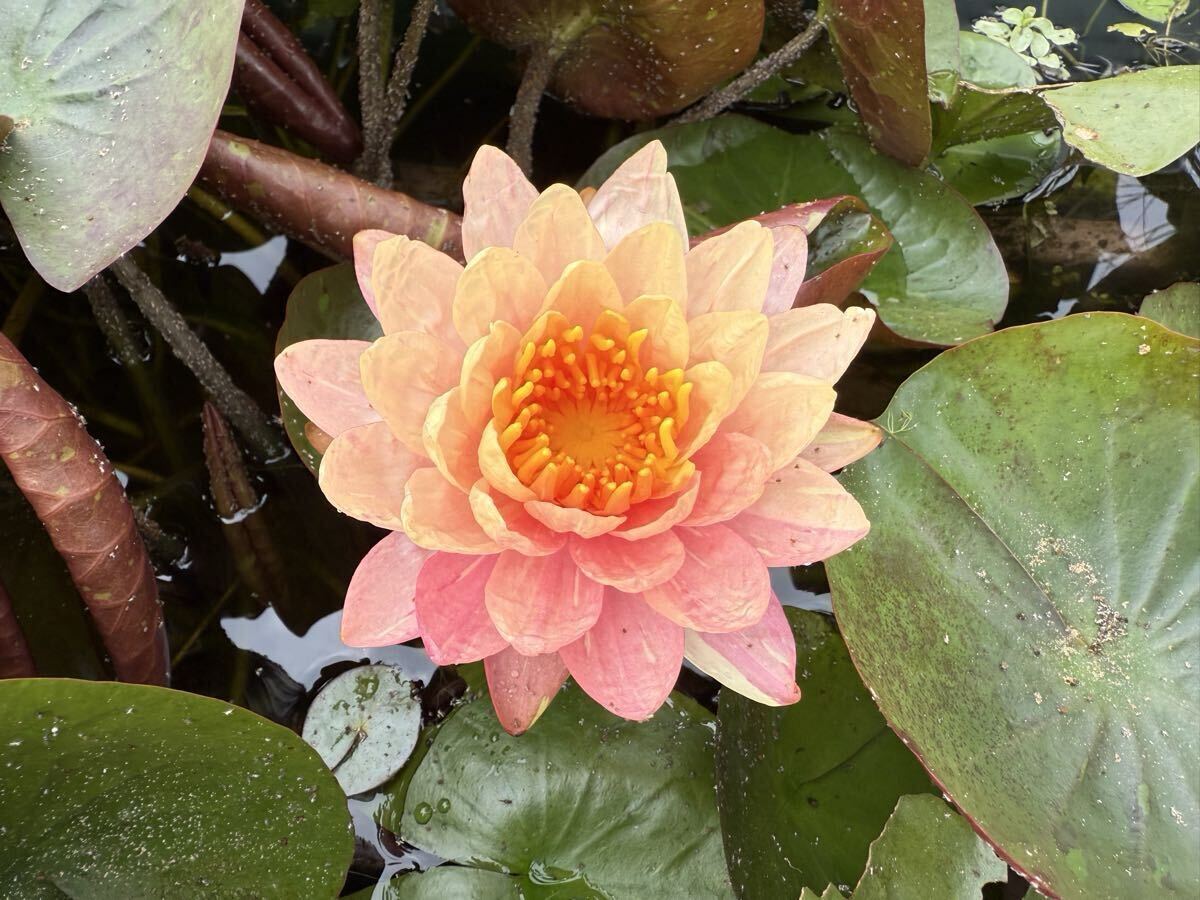 【Kazuのメダカ睡蓮ビオトープ】パンモンコン 1株 耐寒性睡蓮 拍卖