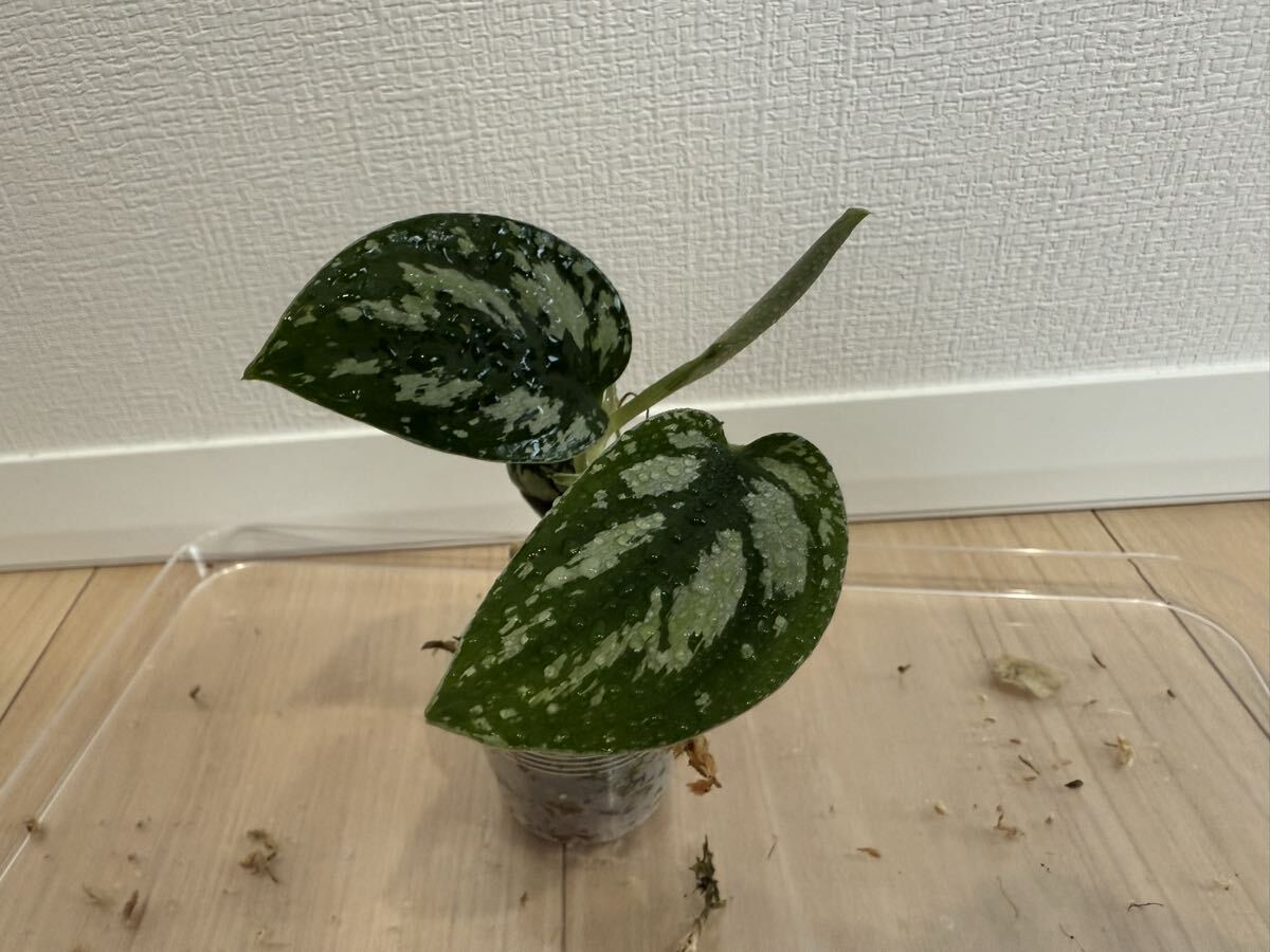 【Kazuのメダカ睡蓮ビオトープ】スキンダプサストリカラー ダークフォーム 1株拍卖