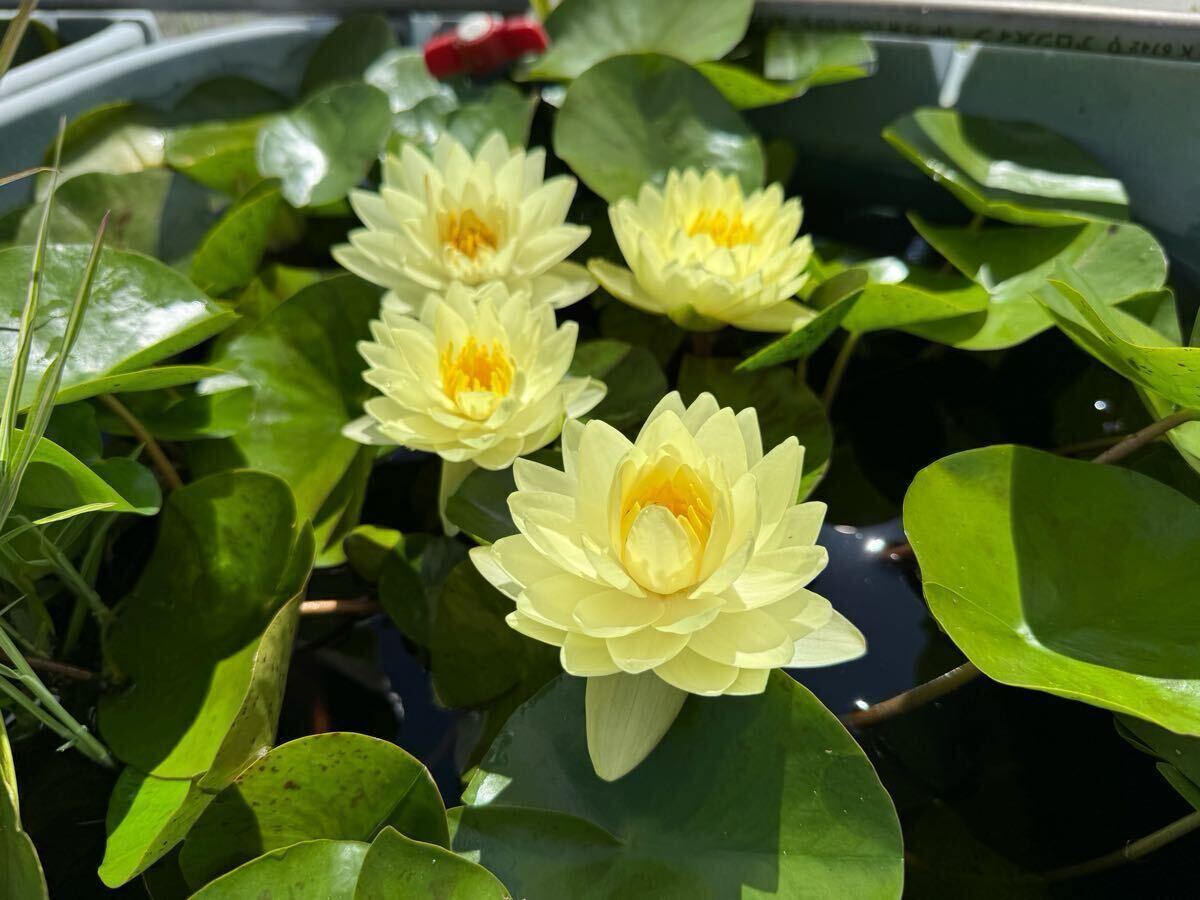 【Kazuのメダカ睡蓮ビオトープ】レモン・シフォン 小苗1株 耐寒性睡蓮 10拍卖