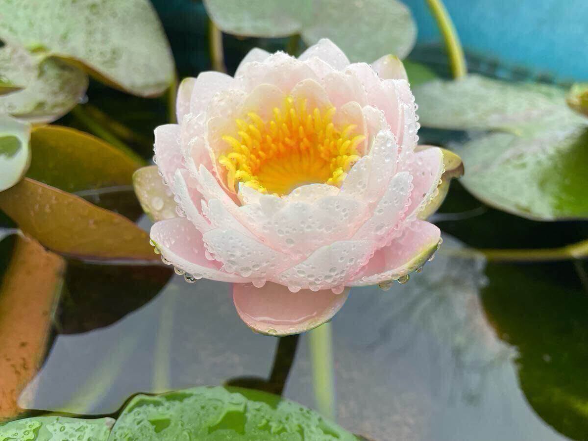 【Kazuのメダカ睡蓮ビオトープ】サイアム・サクラ 1株 耐寒性睡蓮 8拍卖