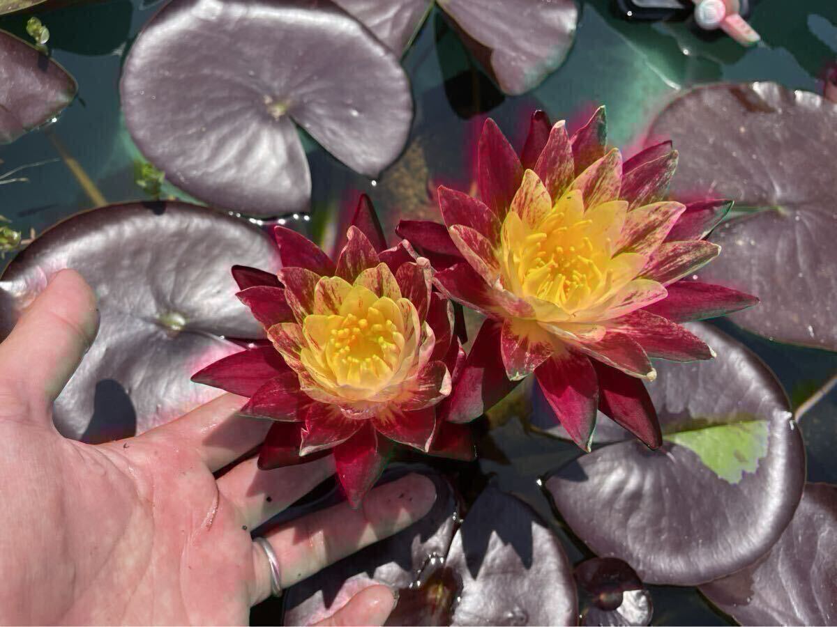 【Kazuのメダカ睡蓮ビオトープ】バンコク・リングオブ・ファイヤー 小苗1株 耐寒性睡蓮 14拍卖