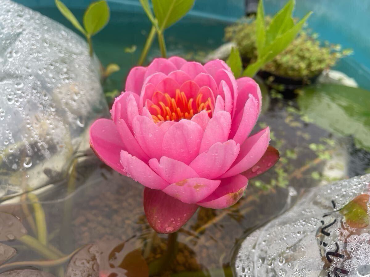 【Kazuのメダカ睡蓮ビオトープ】ピンク・ピオニー 1株 耐寒性睡蓮 7 拍卖