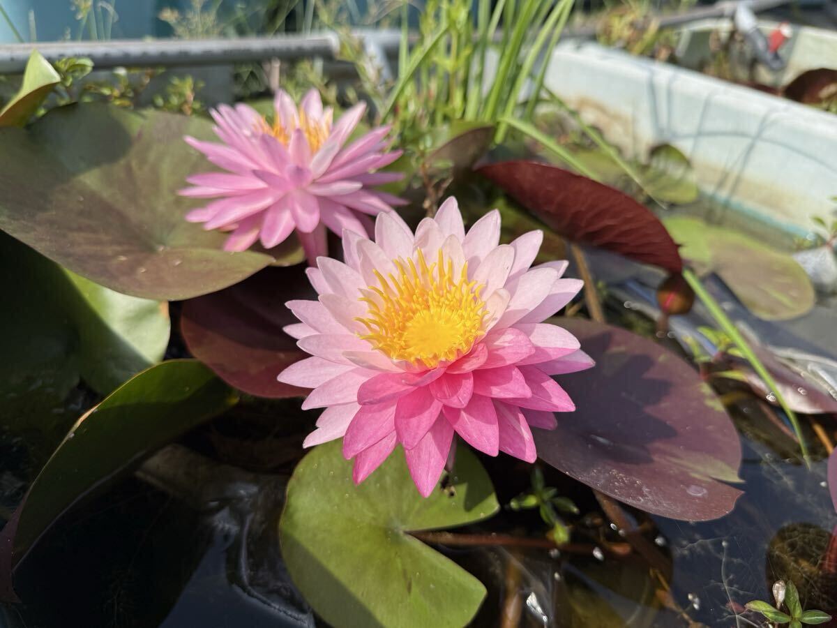 【Kazuのメダカ睡蓮ビオトープ】バンコク・マーブル 開花苗1株 耐寒性睡蓮 14拍卖