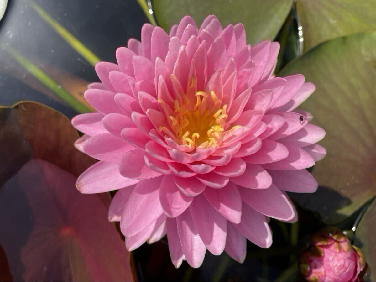 【Kazuのメダカ睡蓮ビオトープ】ネトナリン 小苗1株 耐寒性睡蓮 スイレン 8拍卖