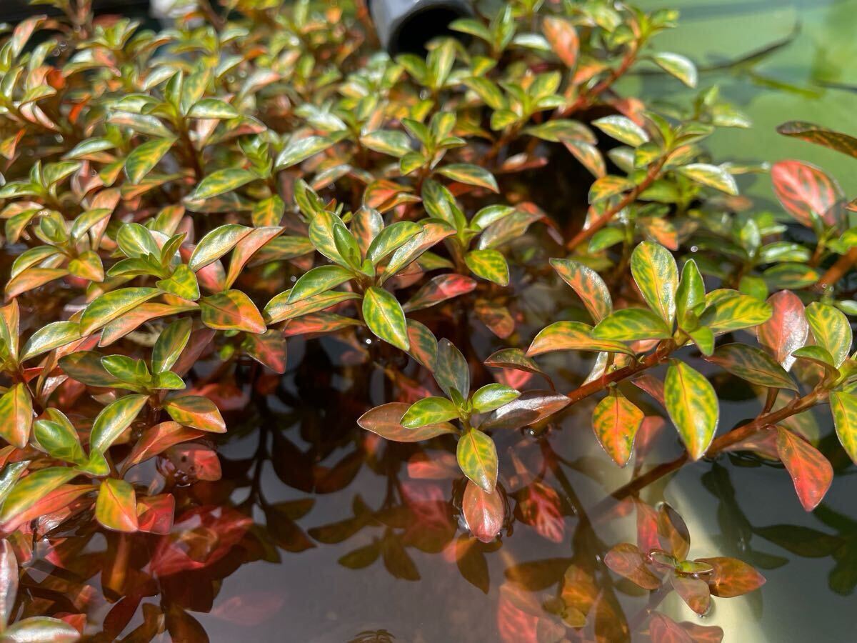 【Kazuのメダカ睡蓮ビオトープ】ルドウィジアsp.アトランティスダークオレンジ 水上葉10本拍卖