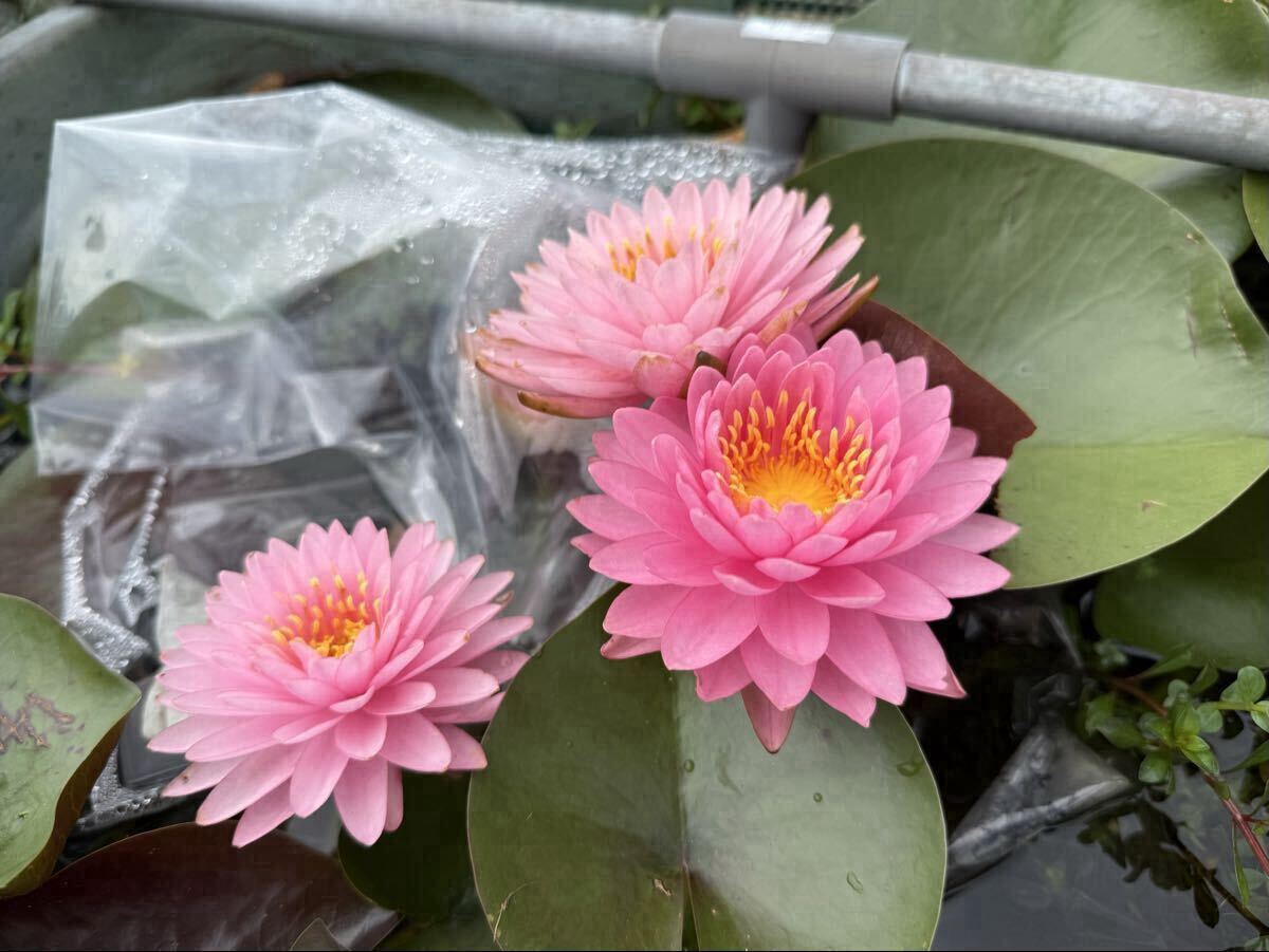 【Kazuのメダカ睡蓮ビオトープ】マリーヤ 開花苗1株耐寒性睡蓮拍卖