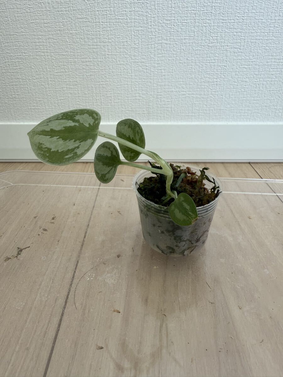 【Kazuのメダカ睡蓮ビオトープ】スキンダプサストリカラー シルバープラチナム 1株 観葉植物拍卖