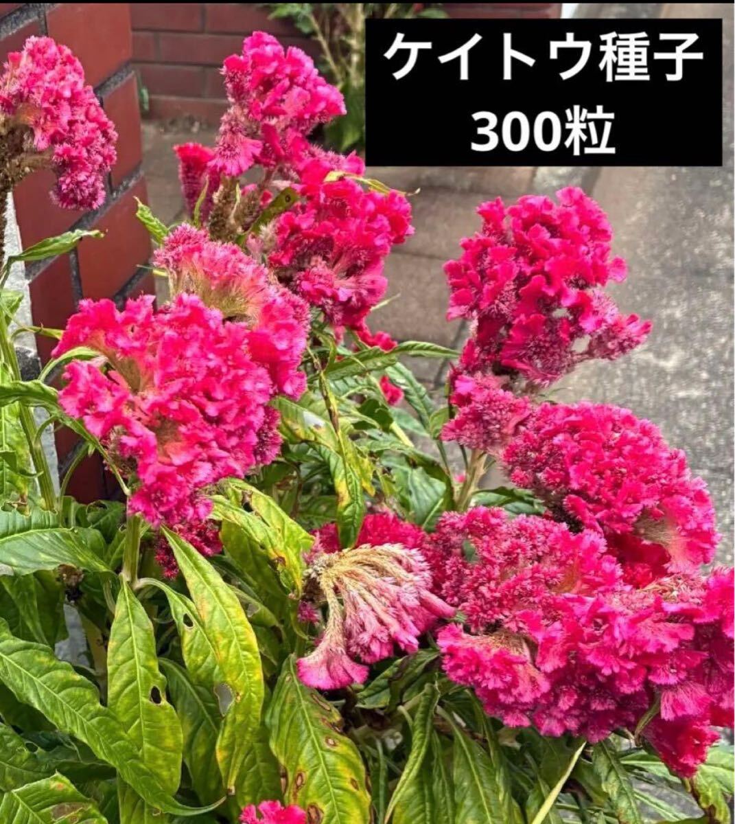 トサカケイトウ 種子 300粒くらい ピンク 鶏頭 けいとう 花の種拍卖