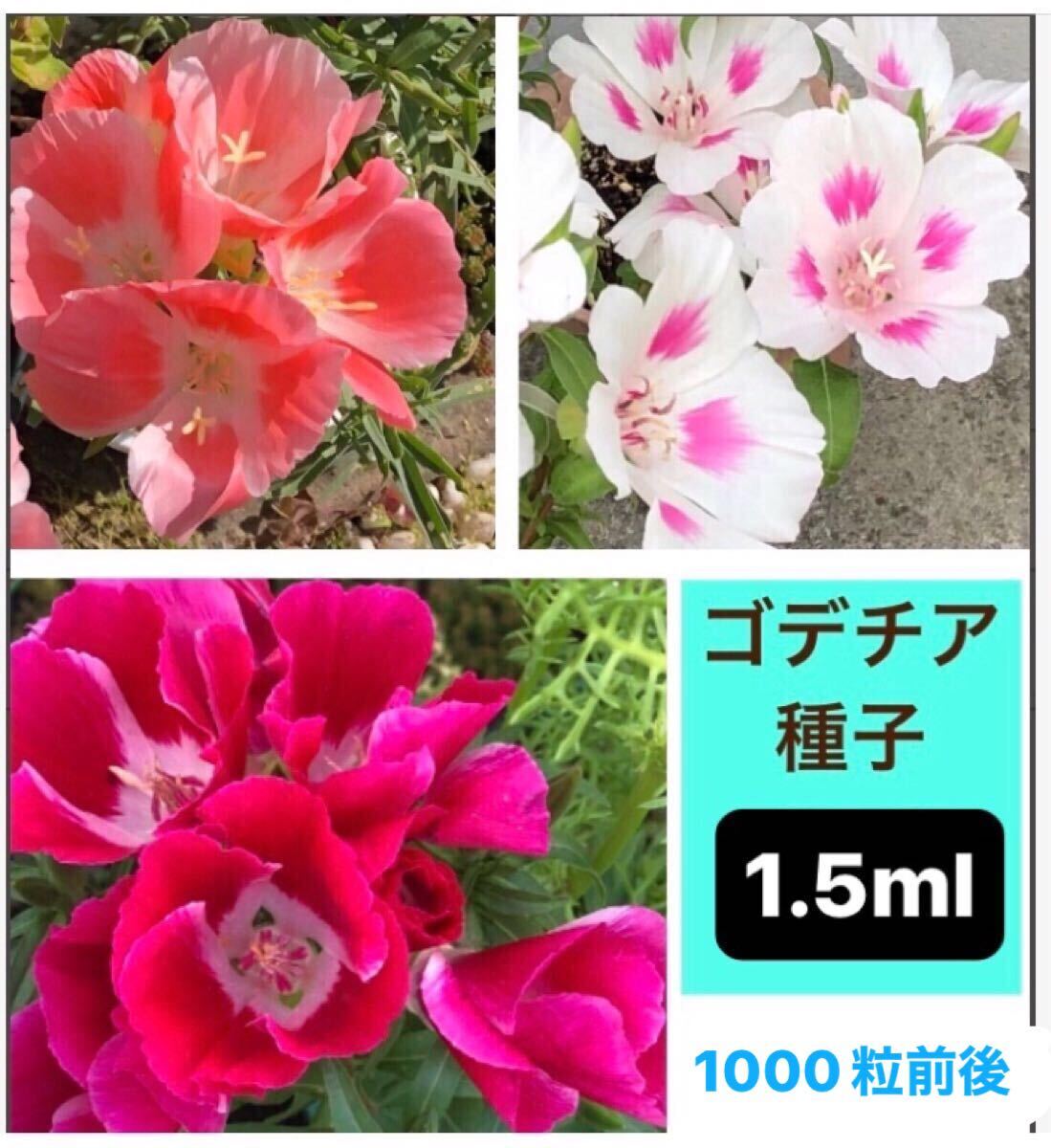 ゴデチア種子  1.5ml たね タネ ゴデチャ ゴデチヤ拍卖