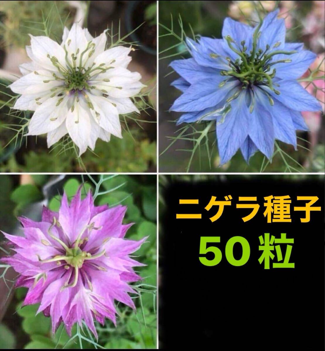 6個以上送料無料 50粒 ニゲラ 青・白 種子 たね タネ 種 クロタネソウ拍卖